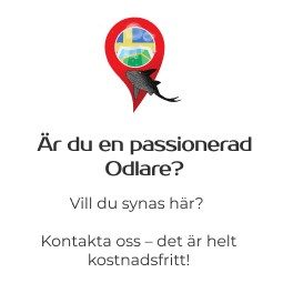 seriosodlare