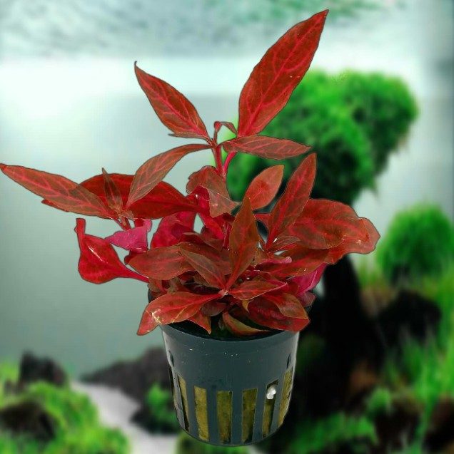 Alternanthera